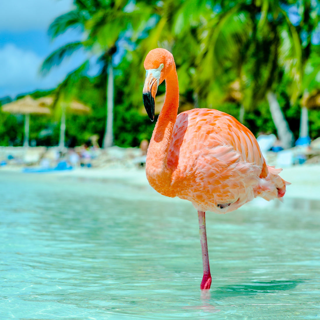 Destination Drop: Aruba